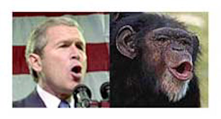 bush-chimp.jpg