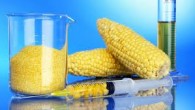 Do You know What is in the Food You Are Buying? Yesterday I was shopping in Sprouts and I was in the produce section when I noticed they just got in a shipment of fresh corn. I then remembered reading an...