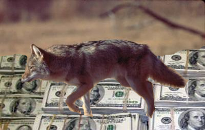 Coyote on money