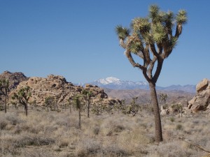 California Desert