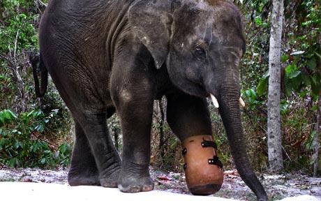 Elephant with fake foot
