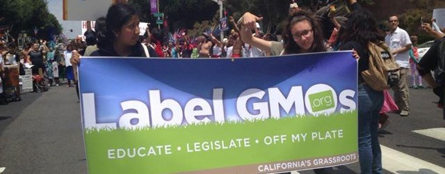 Maine is the newest state to move forward with labeling GMOs. Last week it was Connecticut. Vermont is not giving up either – even with the threat of a lawsuit by...