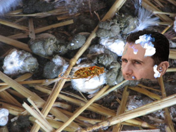 Assad buried in chickenshit, con cicada Assad buried in chickenshit, con cicada