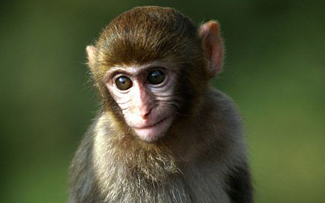 Rhesus Macaque Monkey from Hong Kong