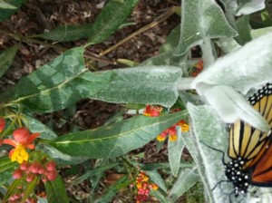 milkweed
