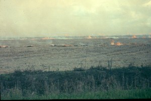 burning rice fields