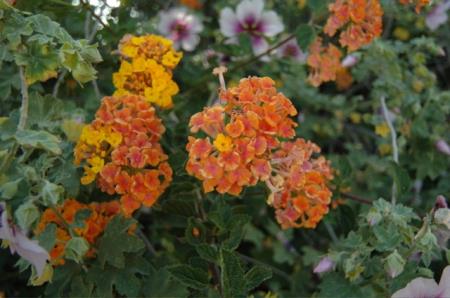 Yucaipa Valley Flowers Yucaipa Valley Flowers