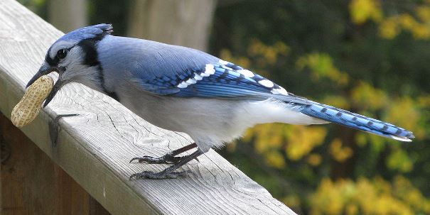 blue jay blue jay