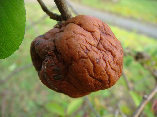 shriveled fruit