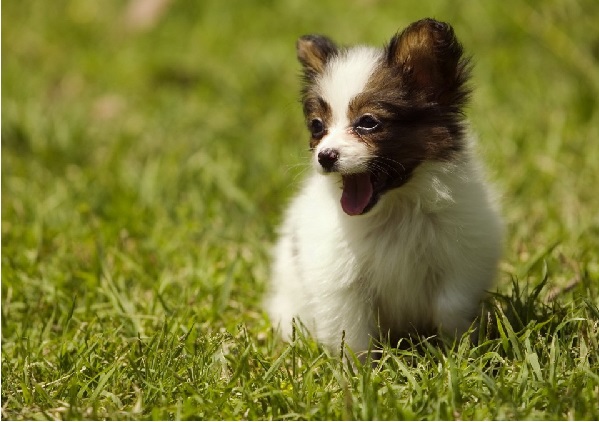 Lucille Kring, if she were a dog in an Anaheim dog park, and this were her "recent" campaign photo.