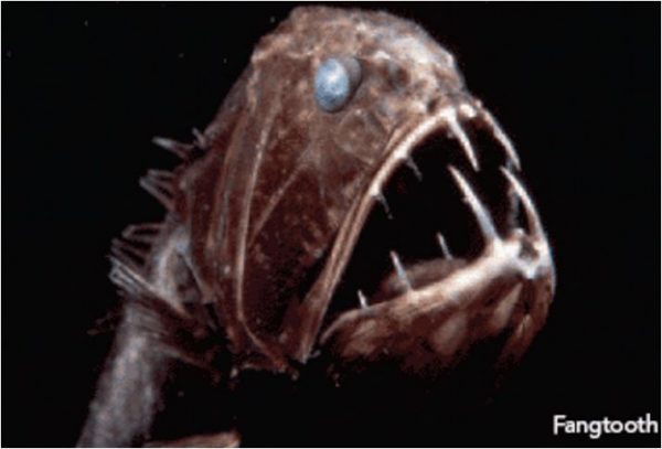 VOTE FOR ME! VOTE FOR MEEEEEEE!!!