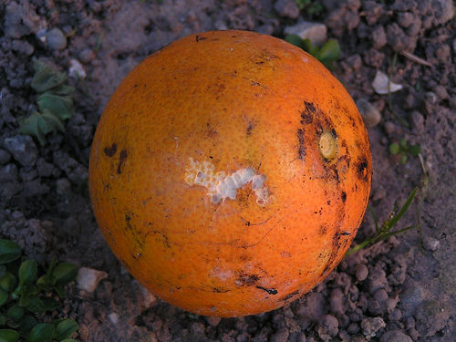 In the tradition of so many other annual awards, the First Annual “Rotten Orange” Awards are finally here!  Now YOU can vote below for your favorite horrible politicians and their […]