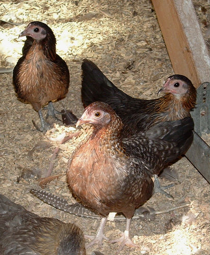 We have in our possession a copy of the invitation to Clerk/Recorder (say, what does that guy actually do?) Tom Daly’s March 17th fundraiser that insiders say will be used to […]