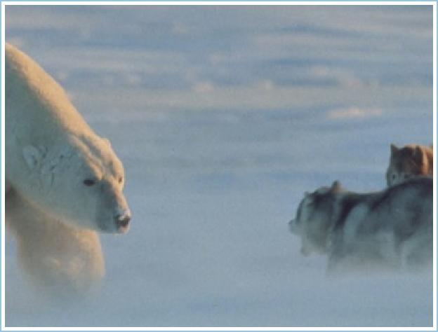 Before you worry too much about these brutal monsters and the disappearance of their habitat, take a look at the way they treat these defenseless, captive sleigh dogs. (Not for […]
