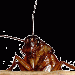 Although we now know that Harry Sidhu never lived at the Calabria Apartments on Lincoln Avenue, that hasn’t altered the fact that some of his-would be neighbors still want a […]