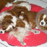 In the world of local politics there will always be those who will beat the drums louder each election cycle, especially when a special interest leader panics about the outcome. [&hellip;]