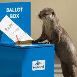 The generally non-partisan bloggers here at Friends for Fullerton’s Future have come up with a handy election guide for Fullerton voters. Whether you are a Republican, Democrat or independent voter, […]