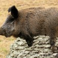 Mitt Romney was born in the Chinese year of the Pig.  Pigs are genuinely generous to their own family members, but for others..there is a strong desire to question the […]