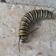 A sign in my front yard warns visitors to look where they step, as the yard is a habitat for several creatures. One of them is a type of caterpillar. […]