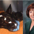 1. I Should Like to Be Able to Love Bruno and Still Love Justice Bruno the Police Dog is apparently, improbably, healing.  Less visibly, Anaheim itself is not. I didn’t hear […]