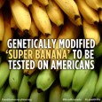 A vitamin-enhanced super-banana, to be tested on Americans will take place in the US over a six-week period. Researchers aim to start growing the fruit in Uganda by 2020. We […]